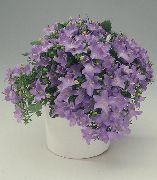Кампанула Кампанула равнолистная - Campanula isophylla