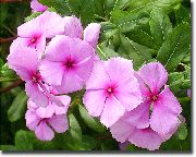 rosa Plantas de interior Madagascar Bígaro, Vinca Flor (Catharanthus) foto