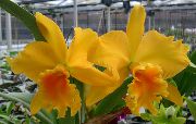 Каттлея Cattleya