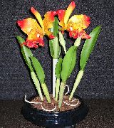 Cattleya Orkidea oranssi Kukka