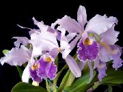 Cattleyaorchidee lila Bloem