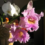 rosa Zimmerpflanzen Cattleya Orchidee Blume foto