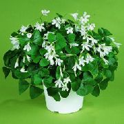 Кислица Oxalis
