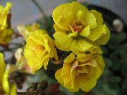 Oxalis dzeltens Zieds