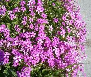 Кислица Oxalis articulata