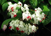 Clerodendron blanco Flor