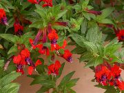 rouge Plantes d'intérieur Usine De Cigarette Fleur (Cuphea) photo