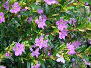 Куфея Куфея иссополистная - Cuphea hyssopifolia