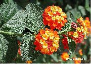 Lantana oranssi Kukka