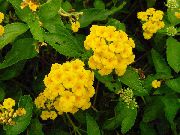 Lantana κίτρινος λουλούδι