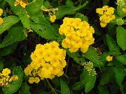Lantana dzeltens Zieds