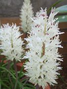 Cape Prímula blanco Flor