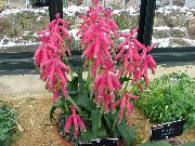 pinkki Huonekasvit Cape Kevätesikko Kukka (Lachenalia) kuva