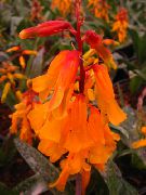 orange Plantes d'intérieur Cape Cowslip Fleur (Lachenalia) photo