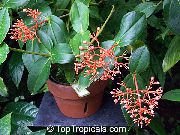 помаранчевий Домашні рослини Медінілла Квітка (Medinilla) фото