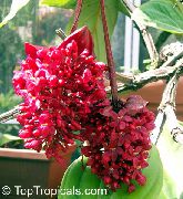 червоний Домашні рослини Медінілла Квітка (Medinilla) фото