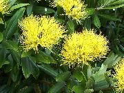 Ziemassvētku Koks, Pohutukawa dzeltens Zieds