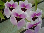 Miltonia flieder Blume