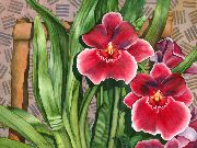 Miltonia 赤 フラワー