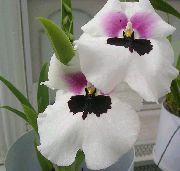 Miltonia blanco Flor