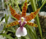 Miltonia oranssi Kukka