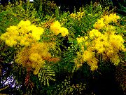 აკაციის ყვითელი ყვავილების