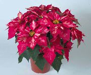pinkki Huonekasvit Joulutähti Kukka (Poinsettia pulcherrima) kuva