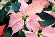 pinkki Huonekasvit Joulutähti Kukka (Poinsettia pulcherrima) kuva