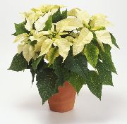 Poinsettia blanco Flor