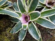 lilás Plantas de interior Bromeliad Flor (Neoregelia) foto