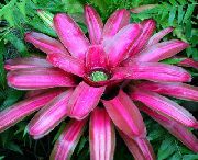 růžový Pokojové rostliny Bromeliad Květina (Neoregelia) fotografie