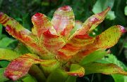 Bromeliad oranssi Kukka