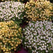blanc Plantes d'intérieur Usine De Perles Fleur (nertera) photo