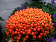rouge Plantes d'intérieur Usine De Perles Fleur (nertera) photo