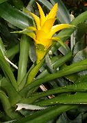 黄 屋内植物 Nidularium フラワー  フォト