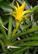 Nidularium dzeltens Zieds