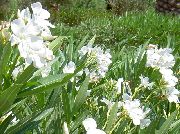 Bahía De Rosas, Adelfas blanco Flor