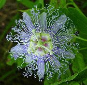 gaiši zils Telpaugi Passion Flower Zieds (Passiflora) foto