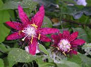 bordo Telpaugi Passion Flower Zieds (Passiflora) foto