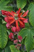 sarkans Telpaugi Passion Flower Zieds (Passiflora) foto