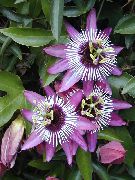 ceriņi Telpaugi Passion Flower Zieds (Passiflora) foto