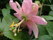 розов Стайни растения Пасифлора Цвете (Passiflora) снимка