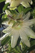 balts Telpaugi Passion Flower Zieds (Passiflora) foto