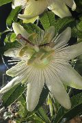Пассифлора (Cтрастоцвет, кавалерская звезда) Пассифлора голубая - Passiflora caerulea