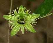 Пассифлора (Cтрастоцвет, кавалерская звезда) Passiflora lutea
