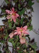 sārts Telpaugi Passion Flower Zieds (Passiflora) foto