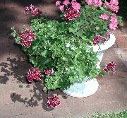 Geranium clarete Flor
