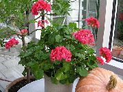 sarkans Telpaugi Ģerānija Zieds (Pelargonium) foto