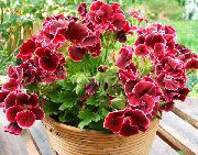 Пеларгония (Герань) Пеларгония домашняя - Pelargonium domesticum