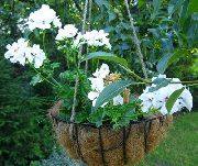 balts Telpaugi Ģerānija Zieds (Pelargonium) foto